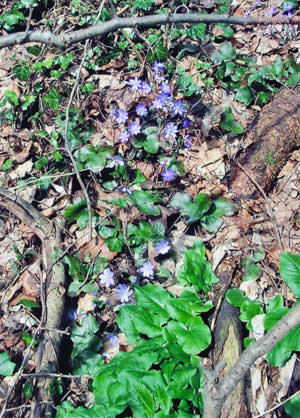 Aronstab+ Leberblümchen