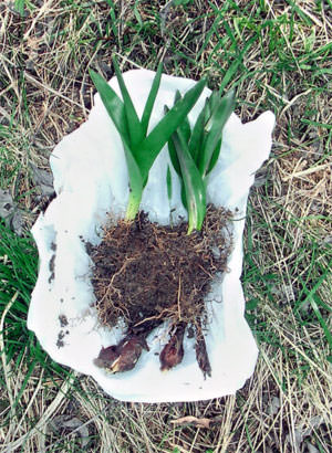 Herbstzeitlosenblätter mit Zwiebelknolle im Frühling