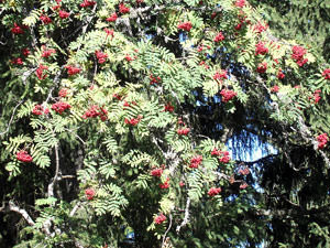 Ebereschenbaum-Vogelbeeren